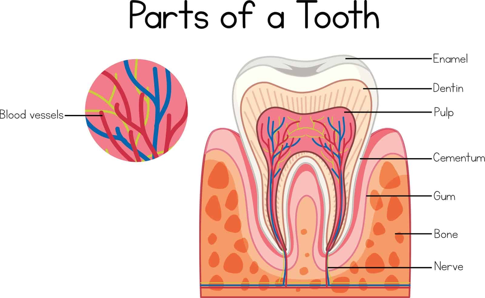 root canal therapy near you